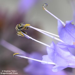 California Native Bees