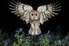 Tawny Owls garden project 2020