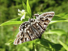 M noir - Mother Shipton Moth