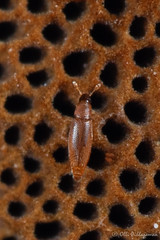 Coleoptera: Ptiliidae of Finland