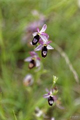 Ophrys drumana : Ophrys de la Drôme