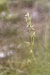 Ophrys araneola : Ophrys petite araignée