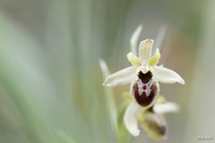 Ophrys Araneola / virescens : Orchidée