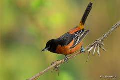 Oriole (Orchard)