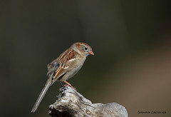 Bruant des champs / Field Sparrow