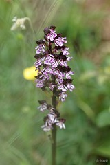 Orchis purpurea : Orchis pourpre