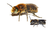 Wild bees and wasps