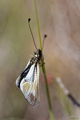Libelloides lacteus / ottomanus : Ascalaphe blanc / ottoman