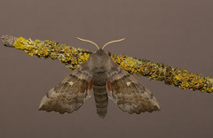 Moth trap images 2020
