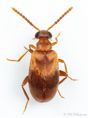 Coleoptera: Aderidae of Finland