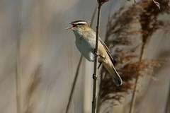 Marsh Warblers - Acrocephalus spp. - Rohrsänger