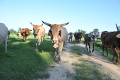2020-May Haltom Ranch Cows