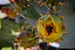 Prickly Pear Flower with Bee  05.20.20