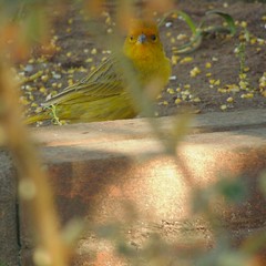 Canário-da-terra/Saffron Finch