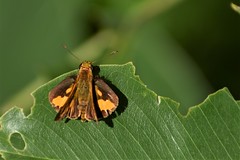 Australian butterflies and moths