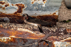 Small Bird purched on a Beam - May 2020