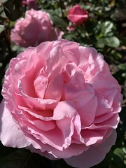 Rose(s) at Regent's Park, London 7