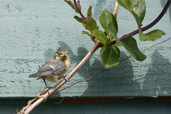 The first Blue Tit has fledged  21st May