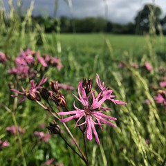 Fleurs sauvage avant l'orage! #nofilter #flowers #beautiful #beautifulflowers #nature #pinkflowers #pink #grass #field #storm #wildgrass #petals #floral