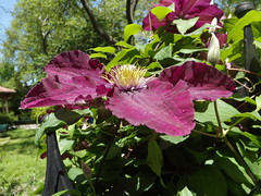 Van Vorst Park, May Flowers, Jersey City, New Jersey