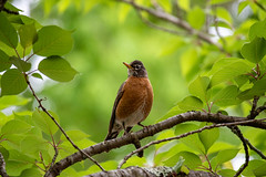 Clutch of robins (turdus migratorius)