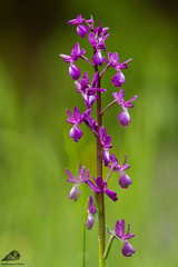 Orchidea Acquatica (Anacamptis laxiflora)