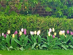 Pastel Tulips