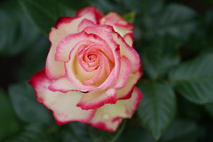 Jasper Crane Rose Garden 5-23-30