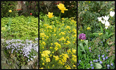 Neighbourhood Spring Flowers May 23'20