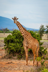 2012_08  │  KENYA - Tsavo National Park