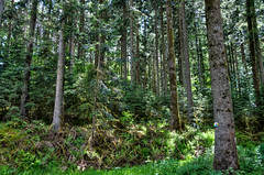 Schwäbischer Wald