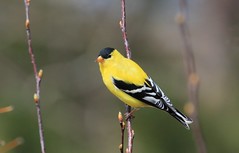 chardonneret jaune- american goldfinch