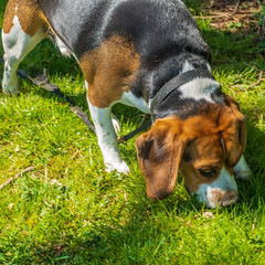 Beagle Walks 4