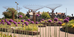 Chester Super Trees (25th May 2020)