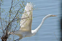 Herons And Egrets