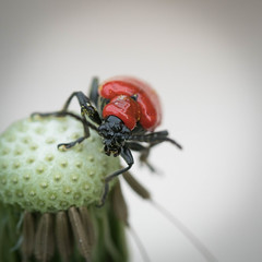 Macro Insects