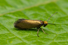 Micropterigidae