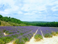 Cultivo de lavanda (Lavandula dentata) en la Provence. Gordes  (Francia)