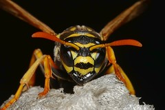 Wespen / Wasps