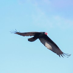 Urubu-de-cabeça-vermelha/Turkey Vulture
