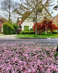 Carpet Of Cherry Blossoms On Tennis Place