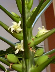 Caricaceae