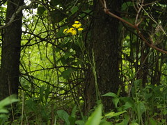 Yellow Flower, Harsimus Branch and Embankment, Jersey City, New Jersey