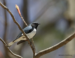 Paruline Bleue / Black-Throated Blue Warbler