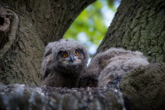 Uhu (Eagle Owl)