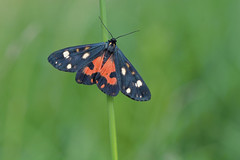Butterflies - Arctiidae (Přástevníkovití)