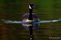 Waterfowls: Ducks, Geese, Swans
