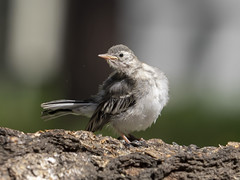 Chick and Wagtail / Птенец и трясогузка .