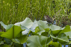 Birds and Lilly Pads