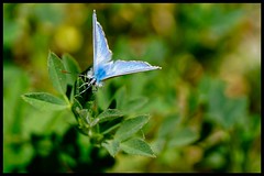 Schmetterlinge - Butterfly // Libellen - Dragonfly